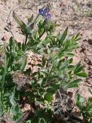 Lupinus bracteolaris