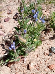 Lupinus bracteolaris