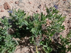 Lupinus bracteolaris