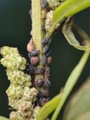 Aphis