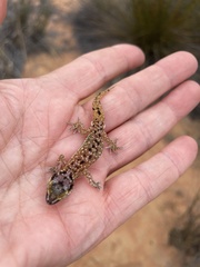 Pachydactylus austeni