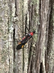 Graptocleptes