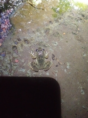 Limnonectes kuhlii