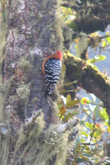 Dendrocopos hyperythrus