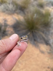 Pachydactylus austeni