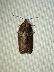 Acleris celiana