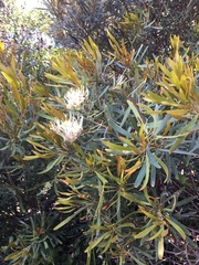 Grevillea exul