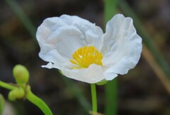 Sagittaria cristata