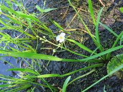 Sagittaria cristata