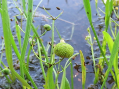 Sagittaria cristata