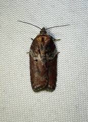 Acleris celiana