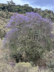 Jacaranda mimosifolia