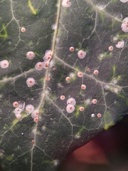 Aspidiotus hedericola