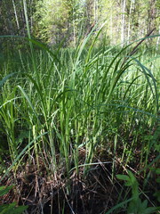 Carex acuta