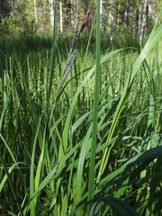 Carex acuta