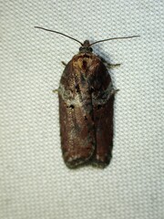 Acleris celiana