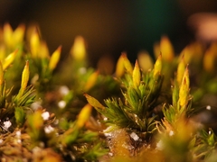 Orthotrichum anomalum