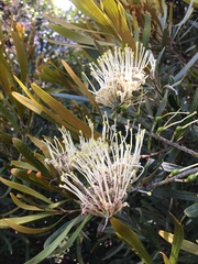 Grevillea exul