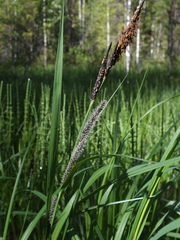 Carex acuta