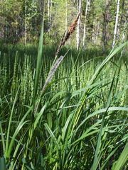 Carex acuta