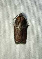 Acleris celiana