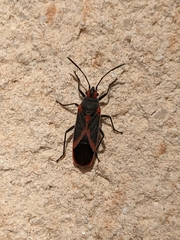 Caenocoris nerii
