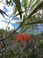 Grevillea meisneri