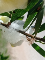 Cephisus siccifolius