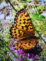 Boloria