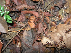 Myrmotarsus
