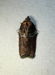Acleris celiana