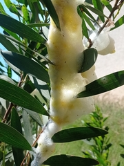 Cephisus siccifolius