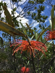 Grevillea meisneri