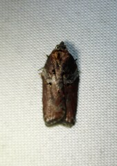 Acleris celiana