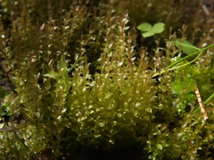 Ptychostomum weigelii
