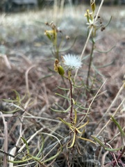 Senecio spartioides