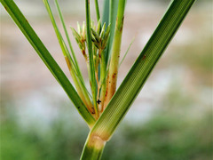 Cyperus longus