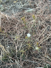 Senecio spartioides