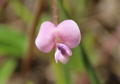 Strophostyles leiosperma