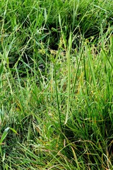 Cyperus longus