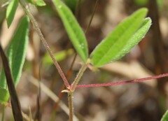 Strophostyles leiosperma