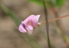 Strophostyles leiosperma