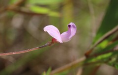 Strophostyles leiosperma
