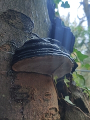 Ganoderma brownii