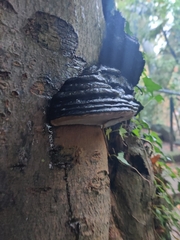 Ganoderma brownii