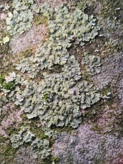 Phaeophyscia orbicularis