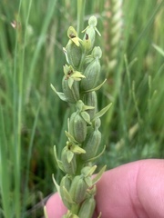 Platanthera aquilonis