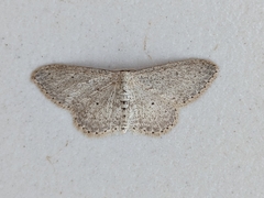 Idaea minuscularia