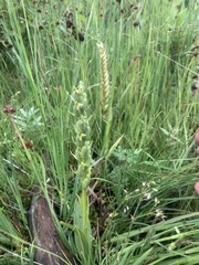 Platanthera aquilonis