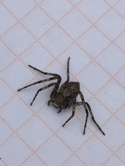 Philodromus margaritatus